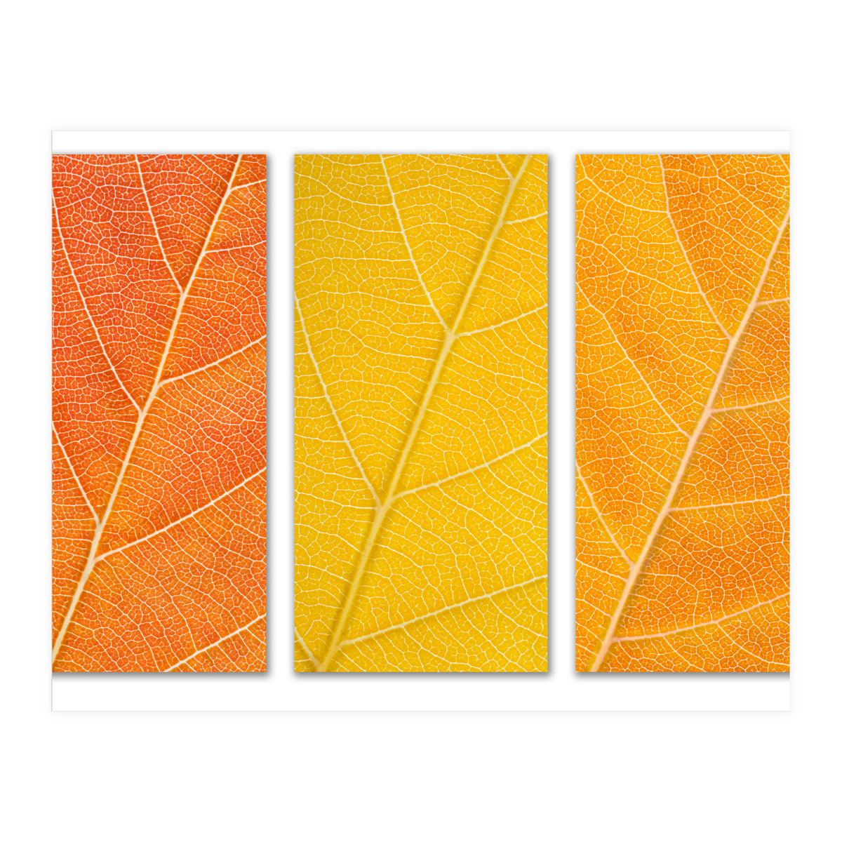 Autumn Leaves (Print Only)