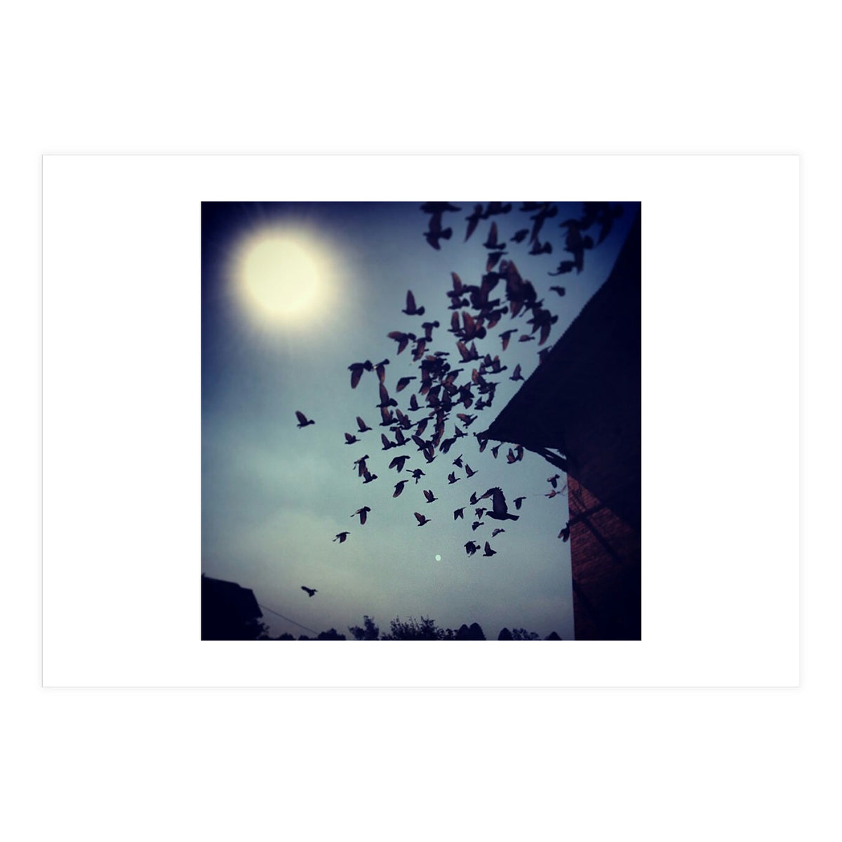 Free Birds (Print Only)