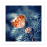 Acacia Flower (Print Only) thumbnail