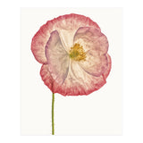 Cc Poppy 06 (Print Only) thumbnail