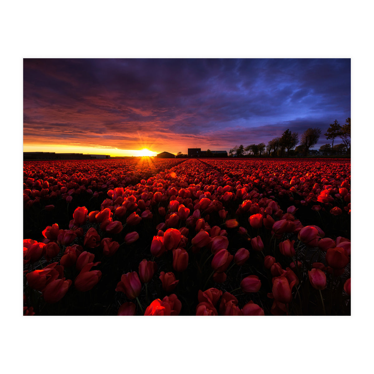 Red And Blue (Print Only)