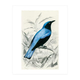 Square-tailed drongo illustrated (Print Only) thumbnail