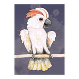 Salmon-crested cockatoo (Print Only) thumbnail