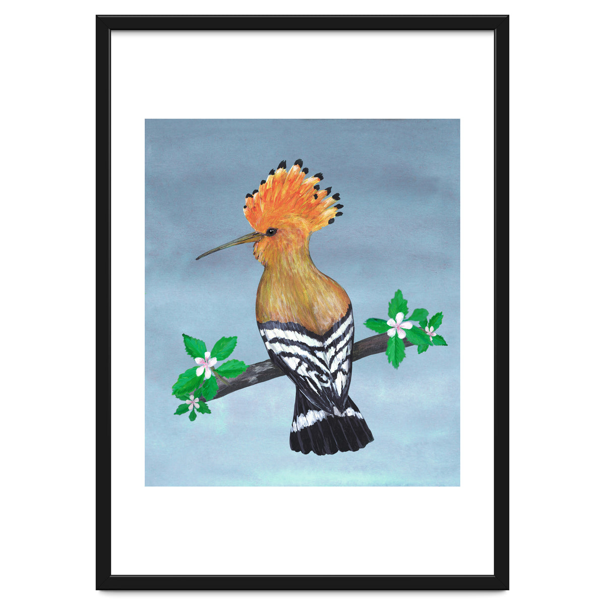 Hoopoe bird