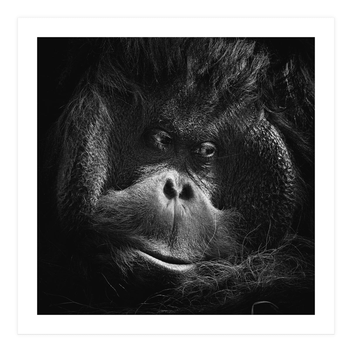 Orang-Utang (Print Only)