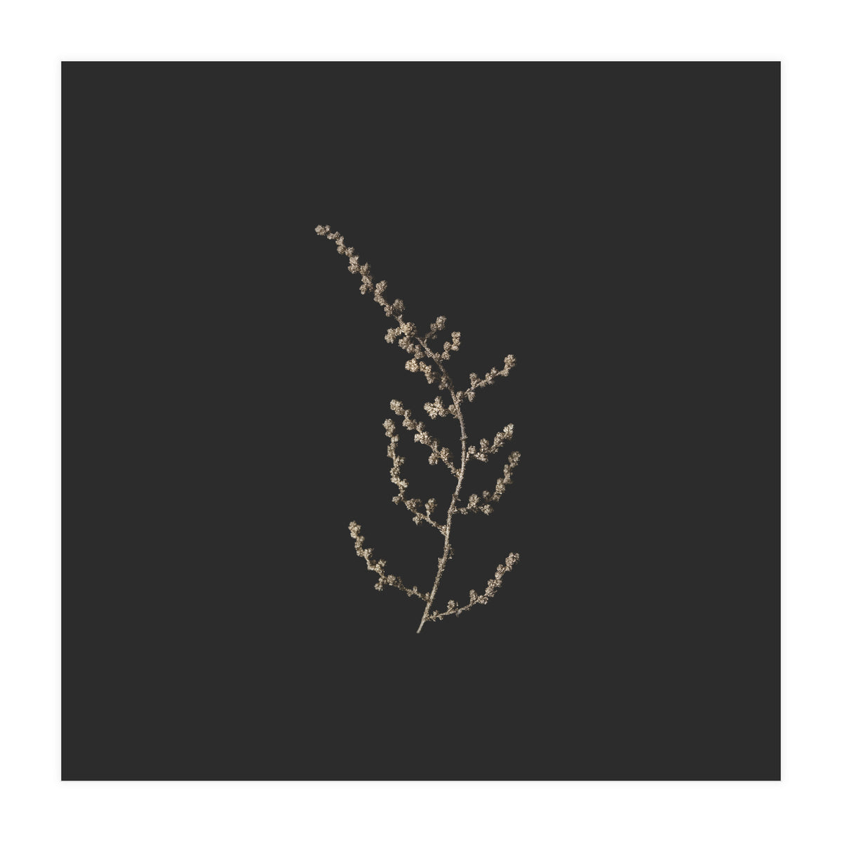 Delicate Golden Fynbos Botanicals on Black - Square (Print Only)