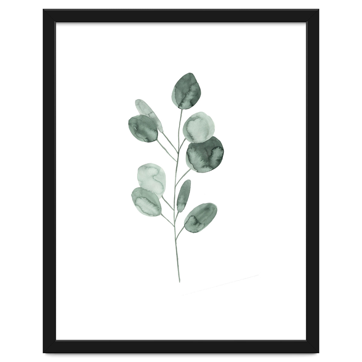 Botanical Illustration Eukalyptus2