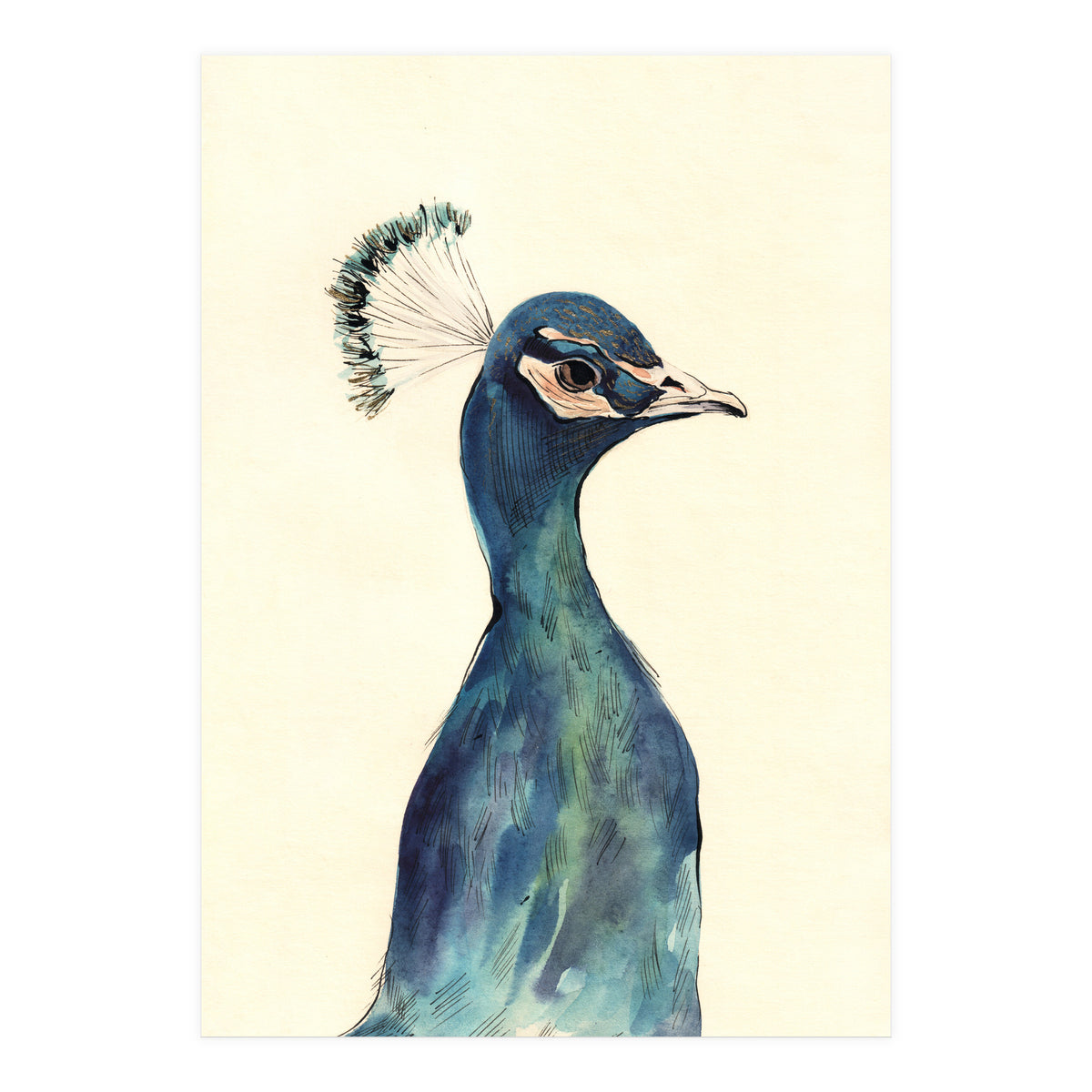 Peacock (Print Only)