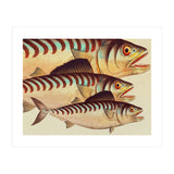 Fish Classic Designs 8 (Print Only) thumbnail
