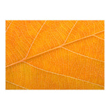 Autumn Leaf (Print Only) thumbnail