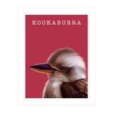 Kookaburra (Print Only) thumbnail