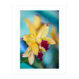 Cattleya Orchidee (Print Only) thumbnail