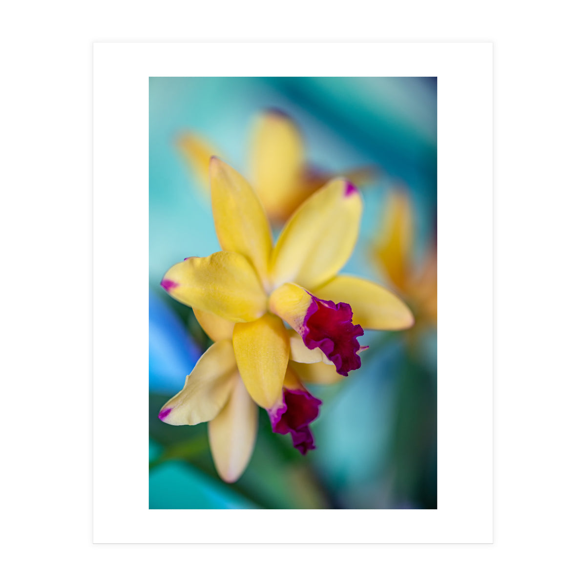 Cattleya Orchidee (Print Only)