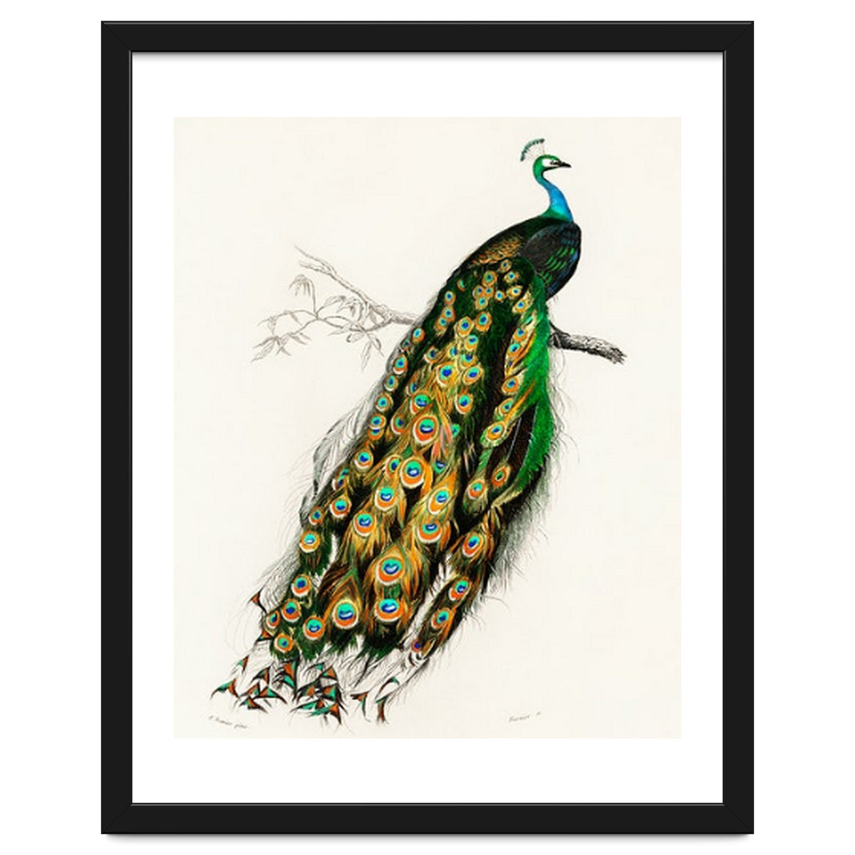Indian peafowl illustrated