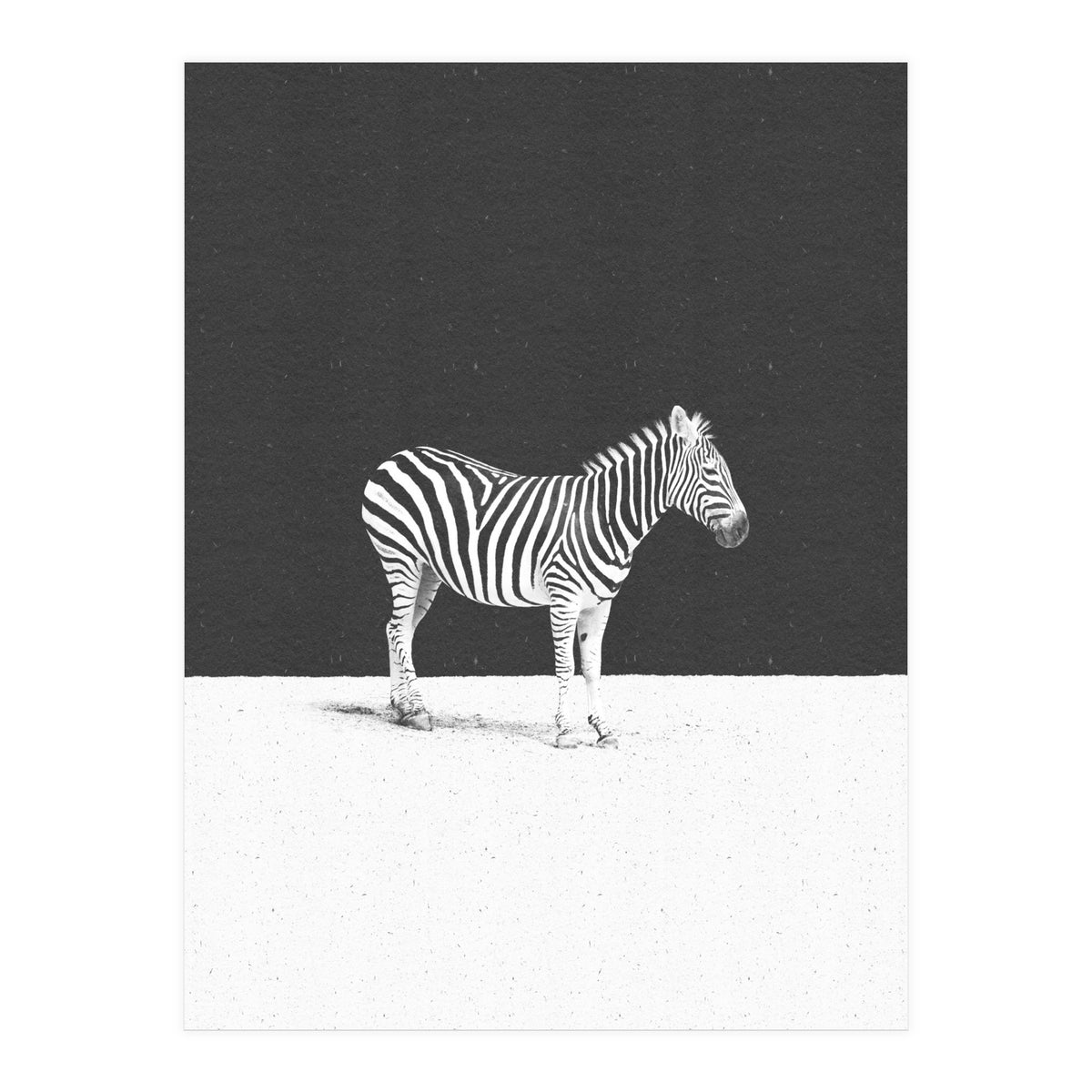 CAMOUFLAGE (Print Only)