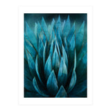 Blue Succulent (Print Only) thumbnail