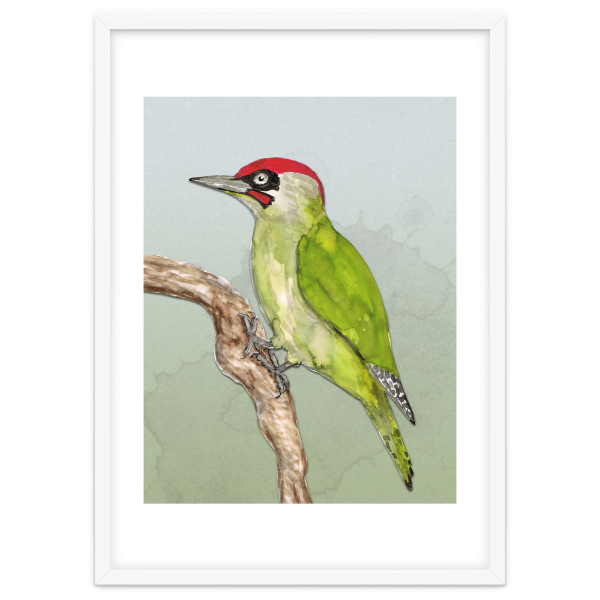 Green woodpecker