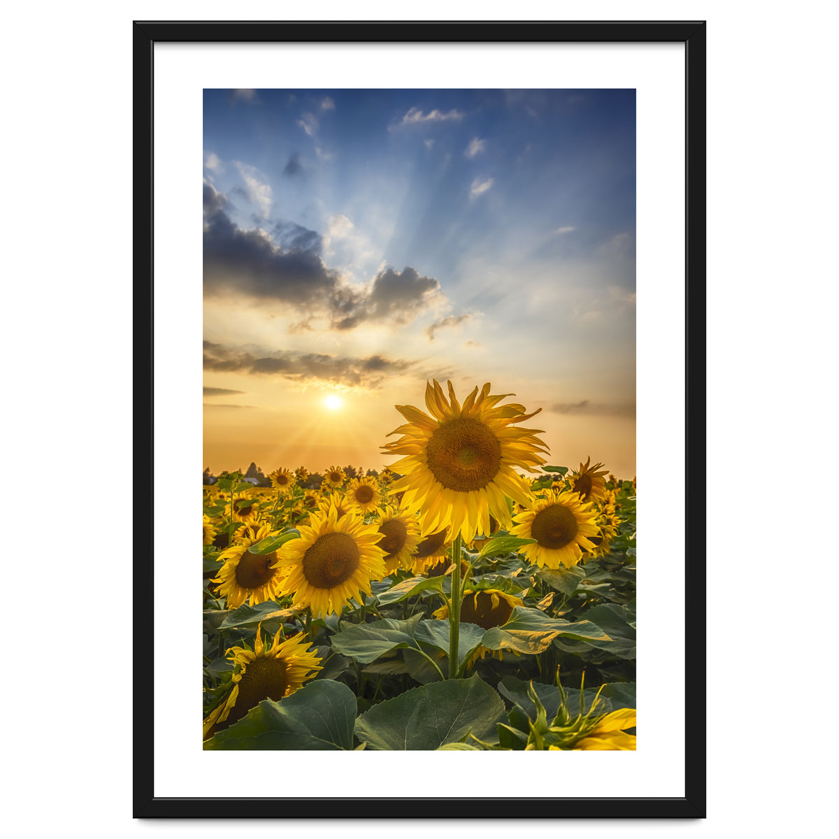 Sunflower field at sunset