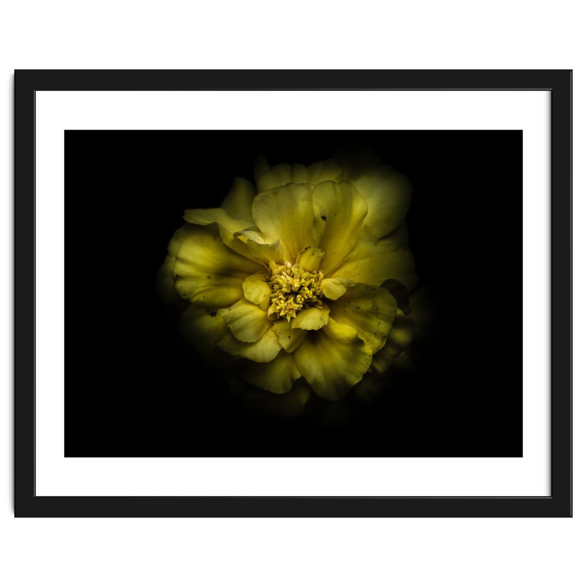 Backyard Flowers No 41 Color Version