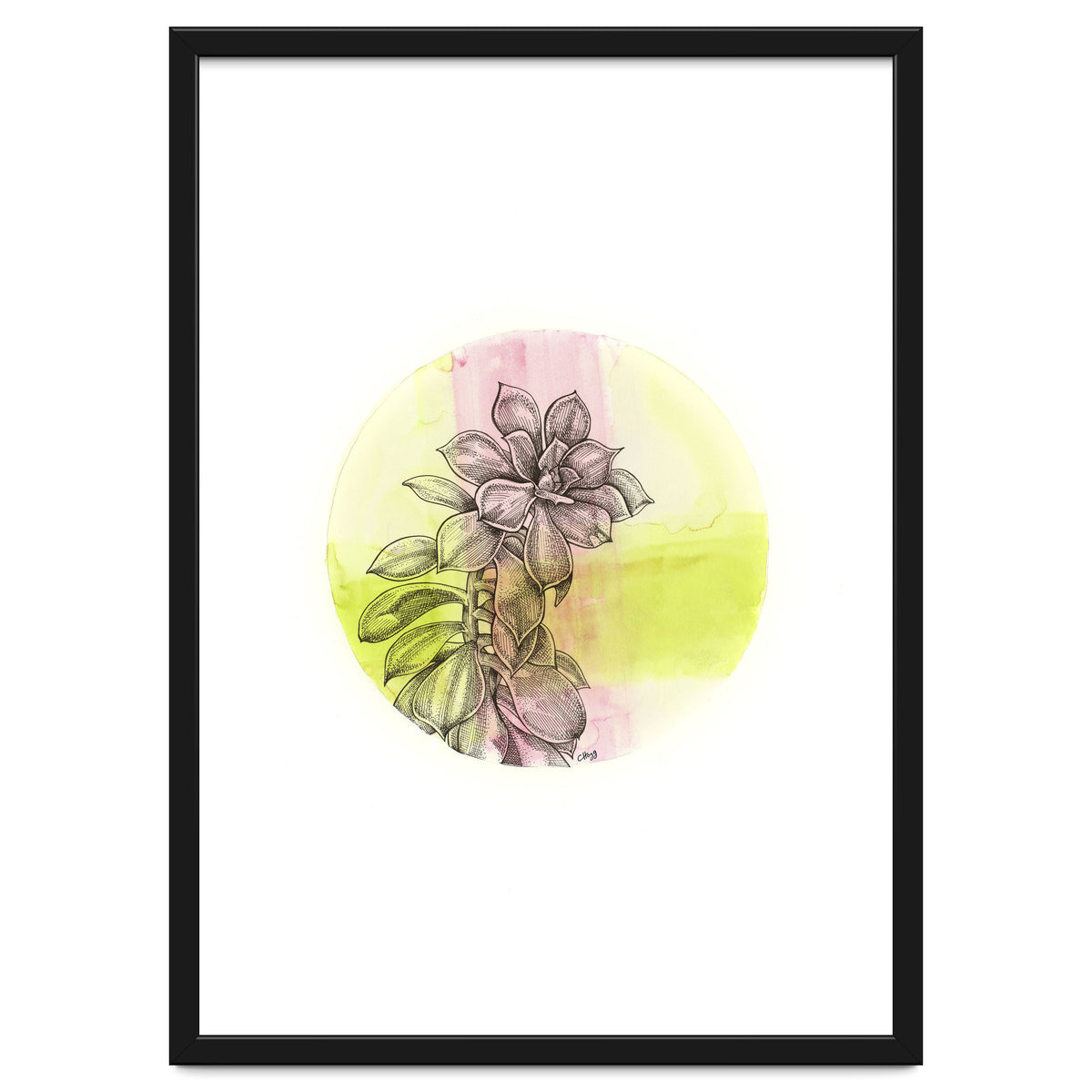 Succulent On Pink And Green