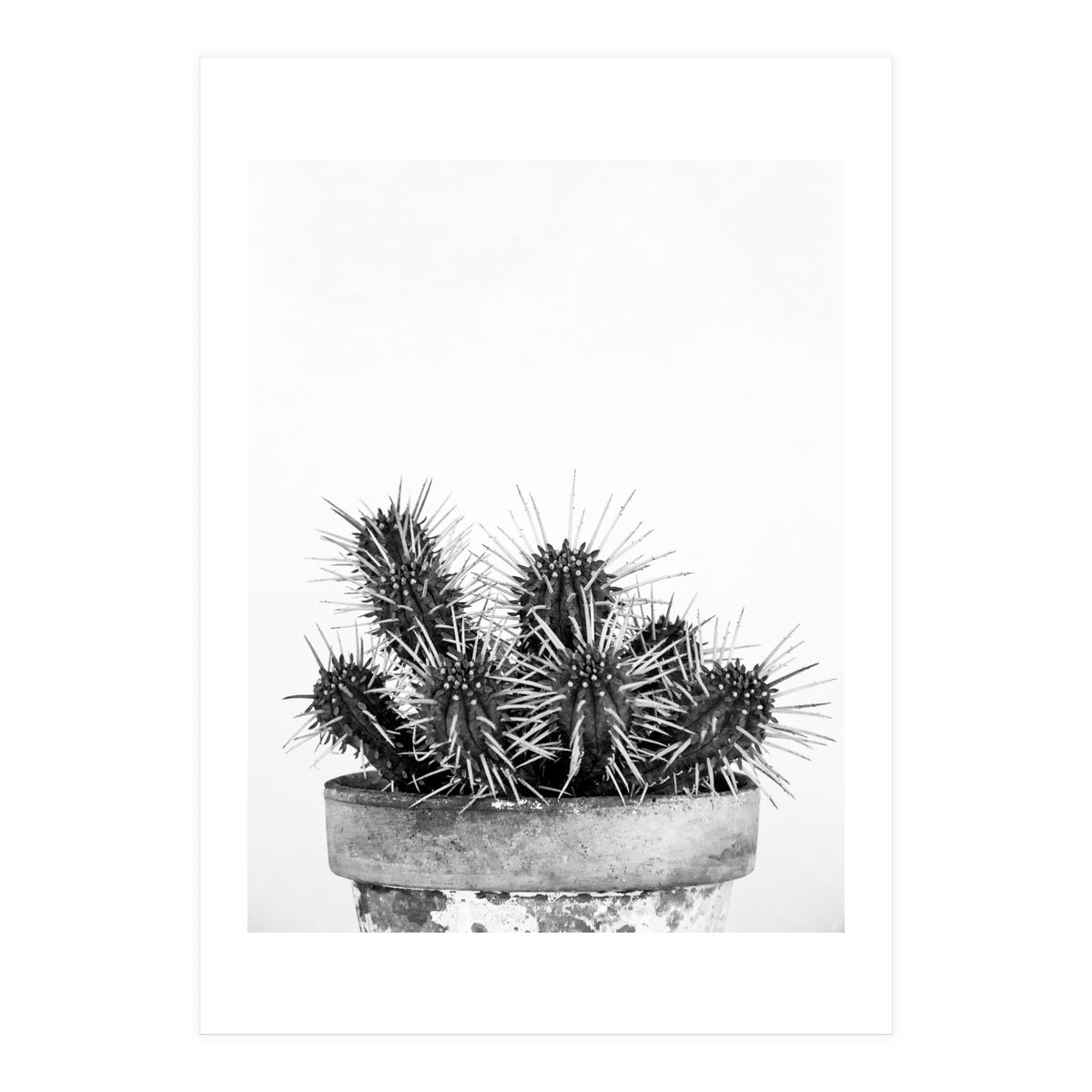 Cactus nature II (Print Only)