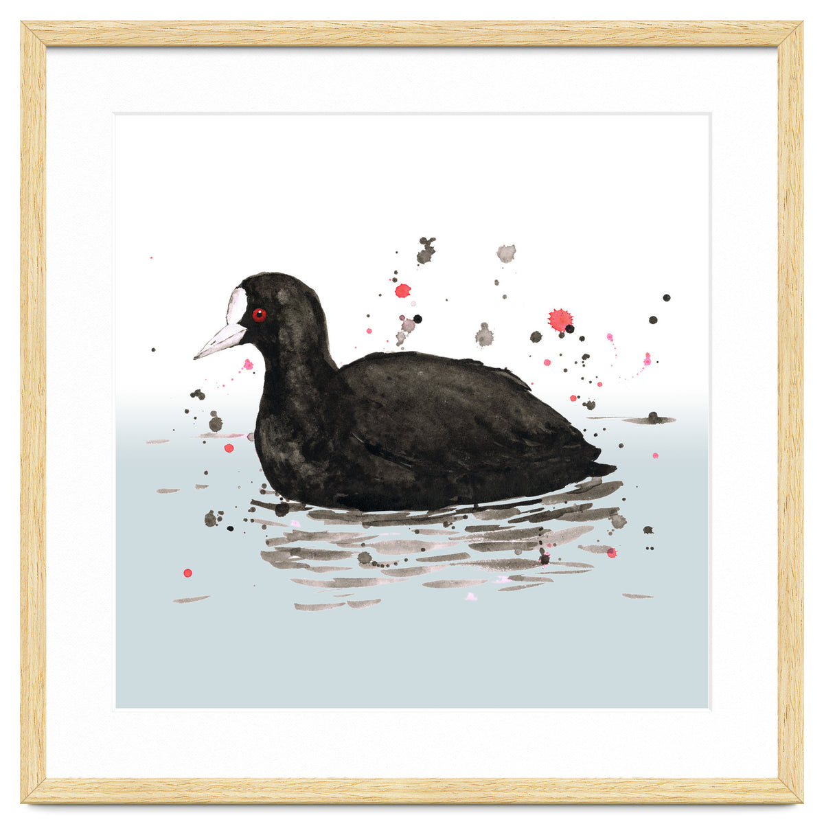 Common coot