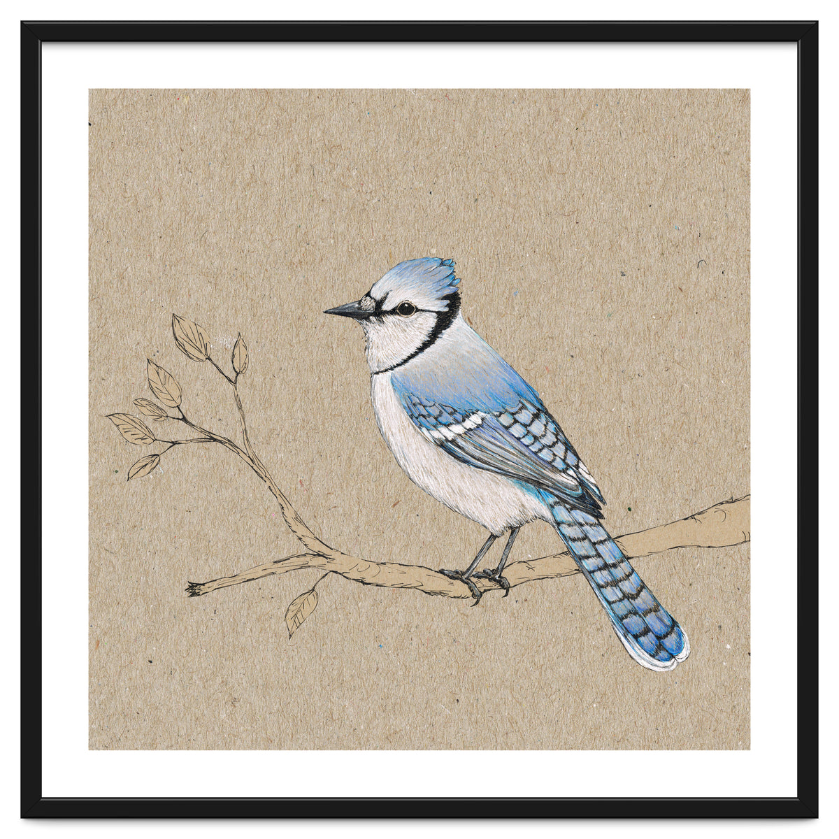 Blue jay