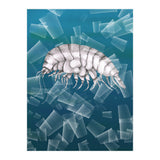 Eurythenes Plasticus (Print Only) thumbnail