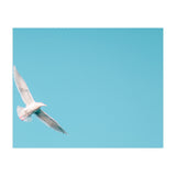Seagull (Print Only) thumbnail