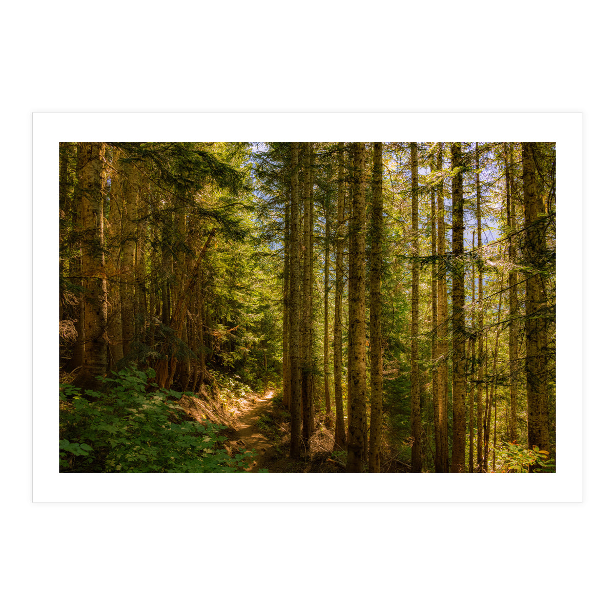 Cascade Trail (Print Only)