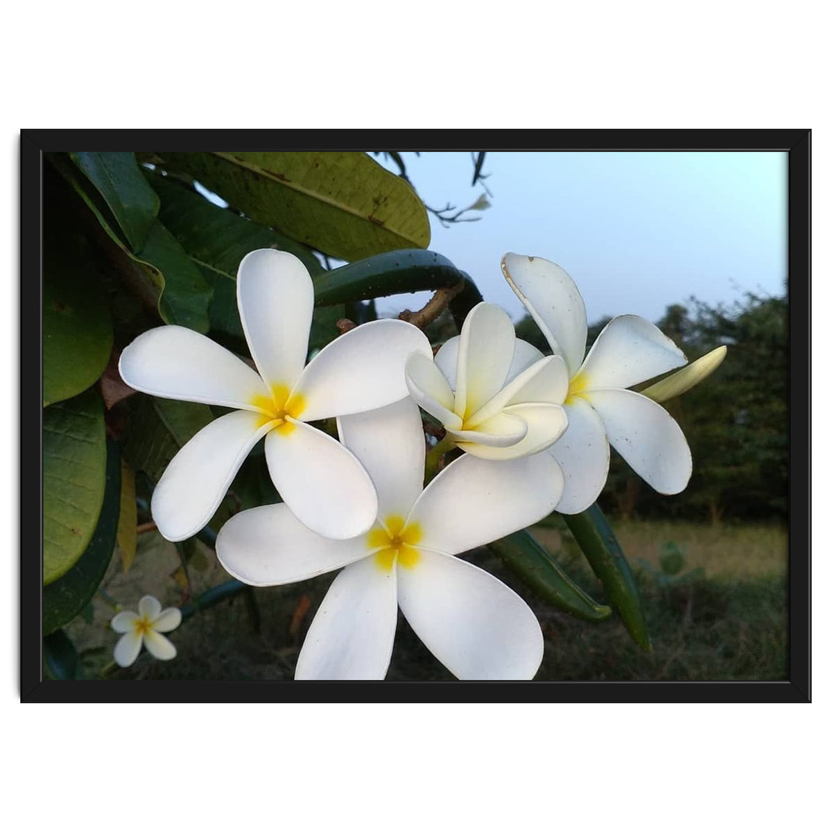 Frangipani