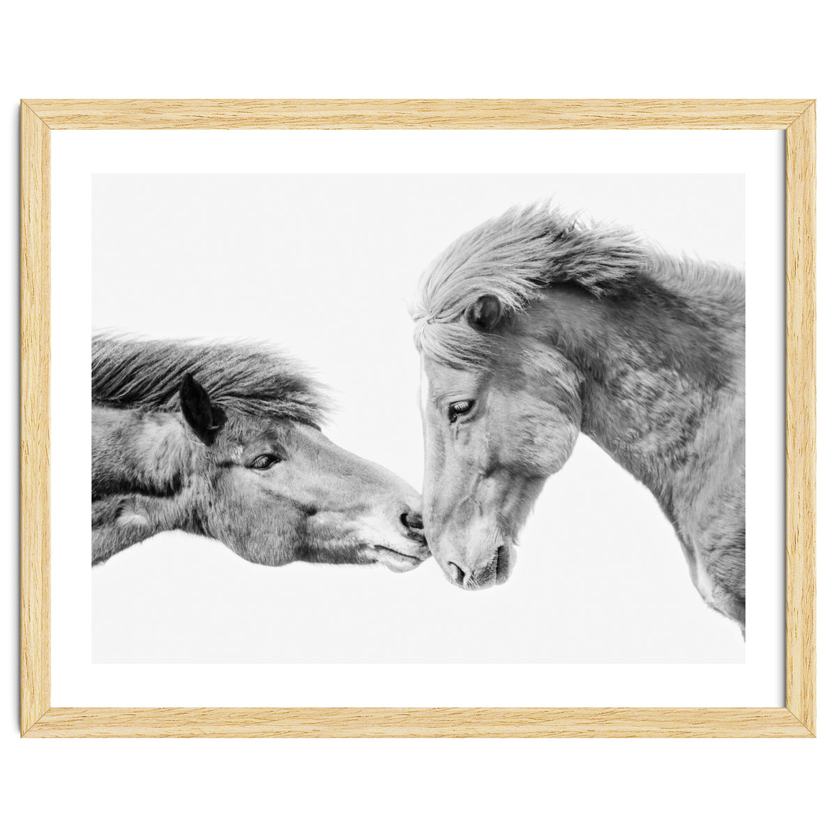 Horse Love in Iceland