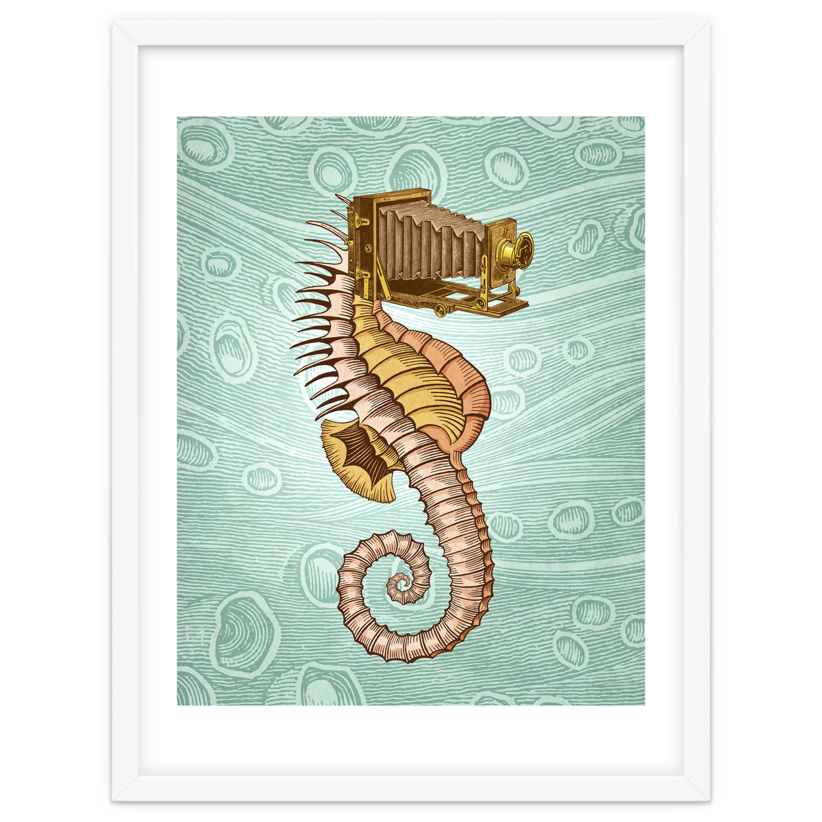 Hippocampus Camerarum