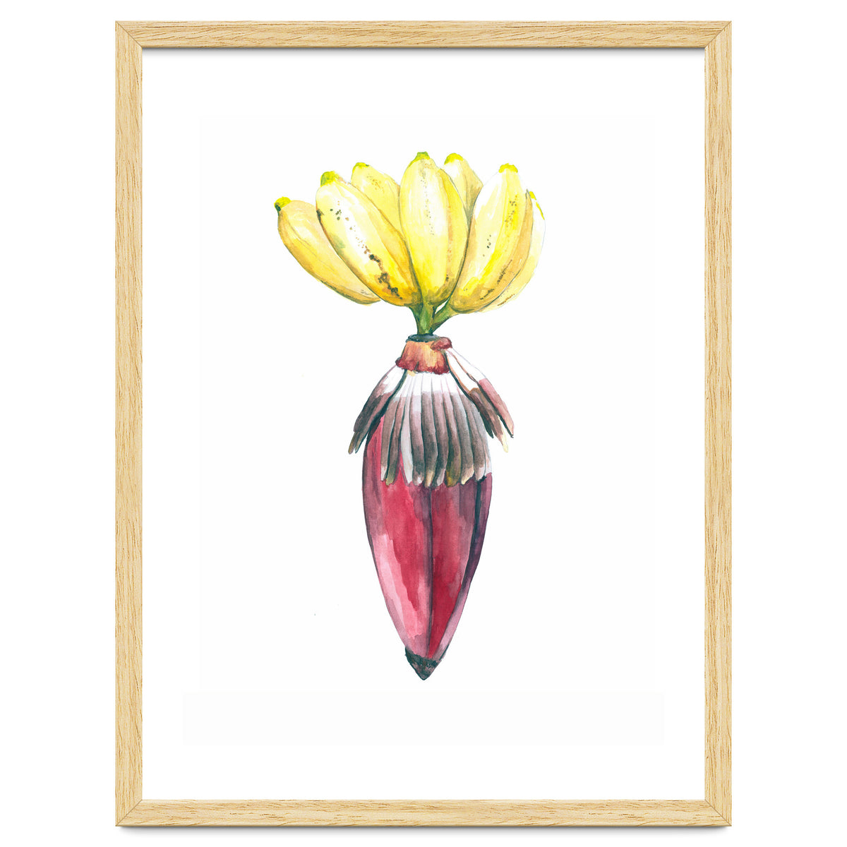 Botanical Illustration Banana