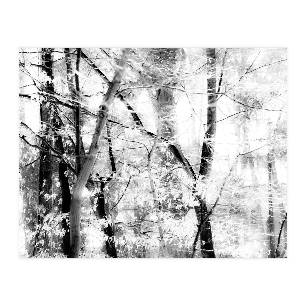tree breeze (Print Only)
