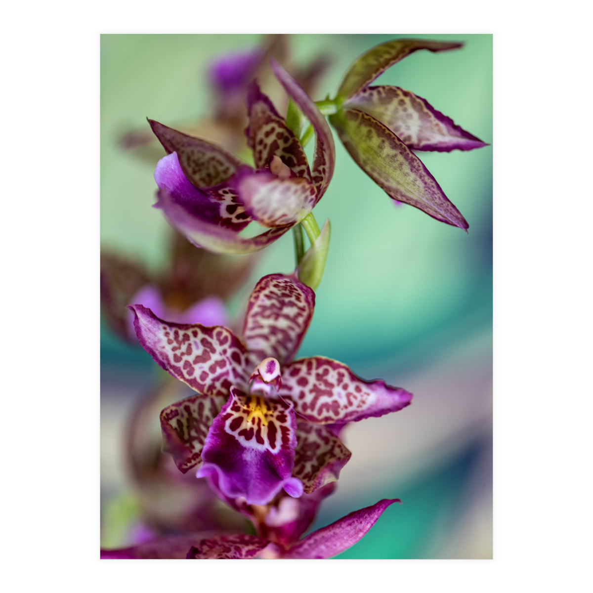 Orchidee Flower (Print Only)