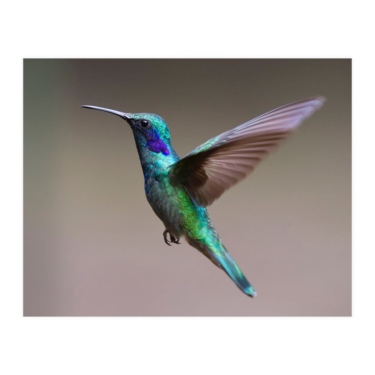 Hummingbird flying (Print Only)