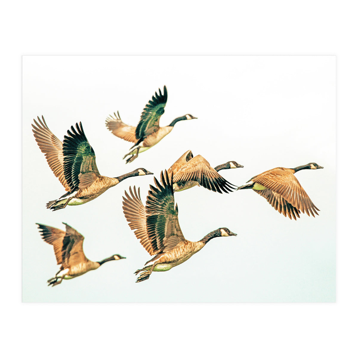 Fly Away Ii (Print Only)