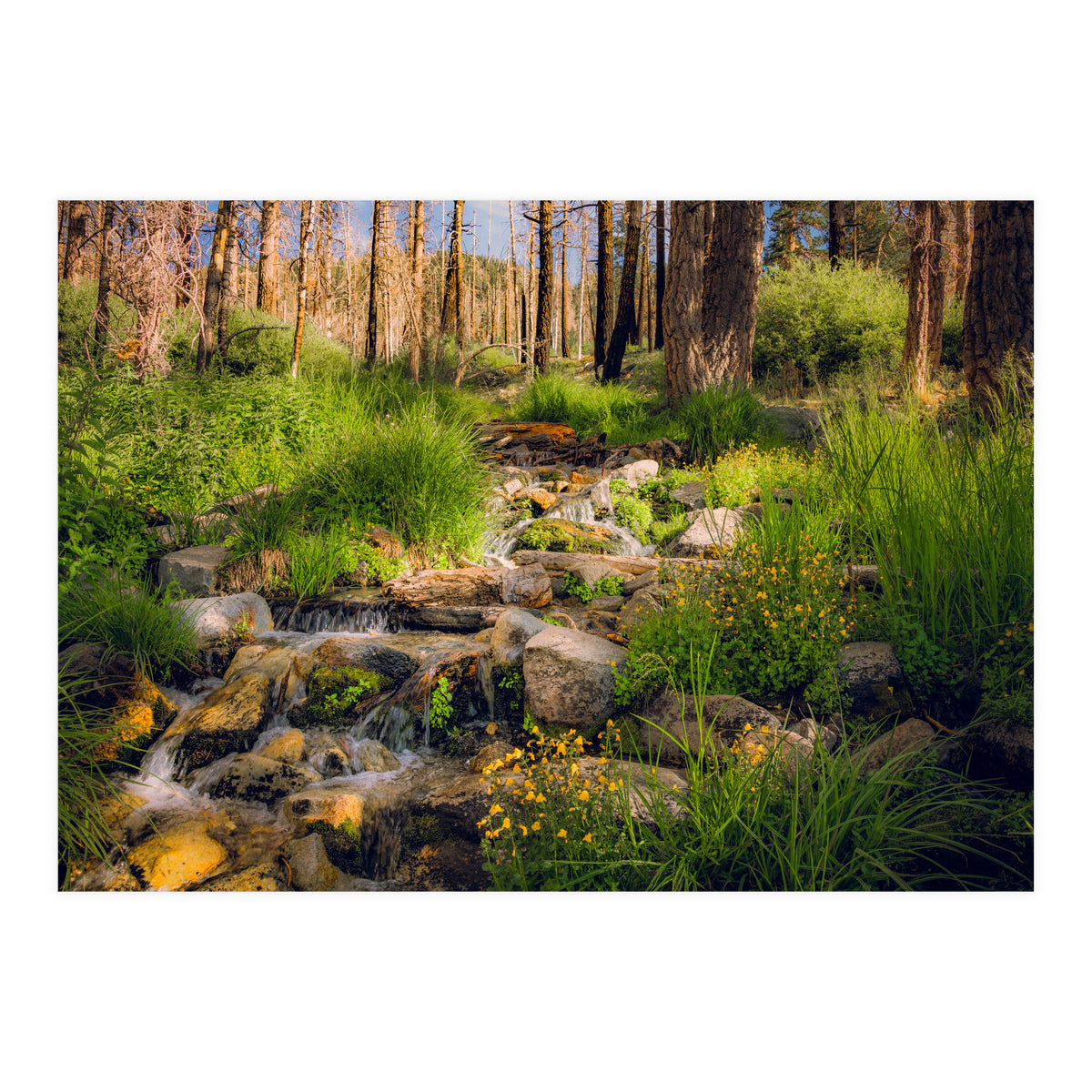 San Gorgonio Stream (Print Only)