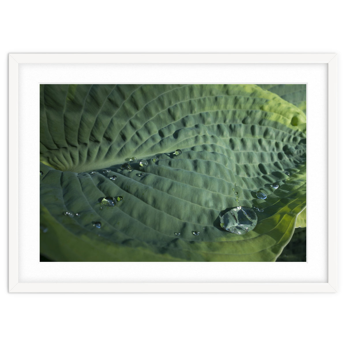 Hosta With Raindrops