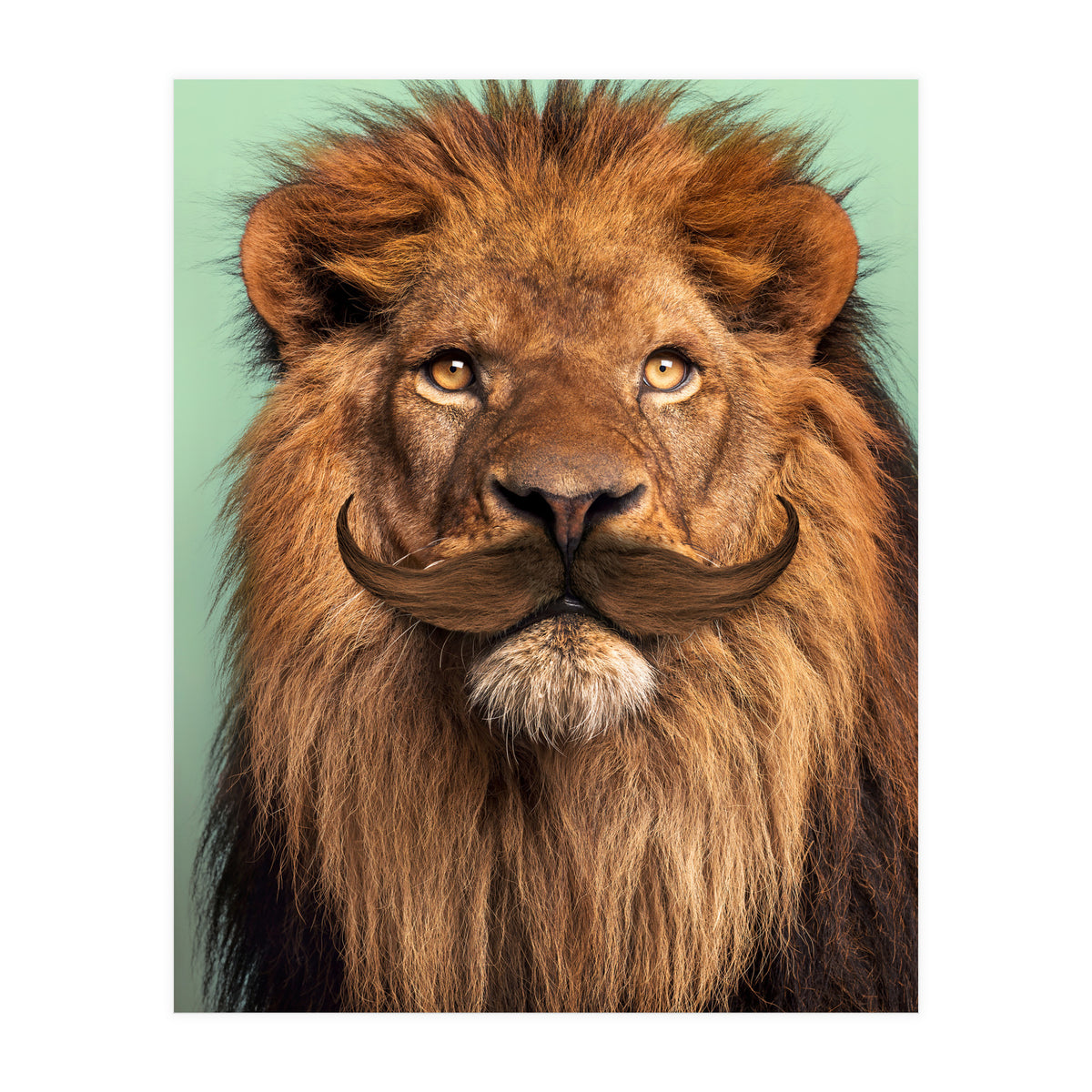 Bearded Lion (Print Only)