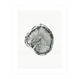 Tree Ring Print, Albion Basin, Utah, Pine Tree Print (Print Only) thumbnail
