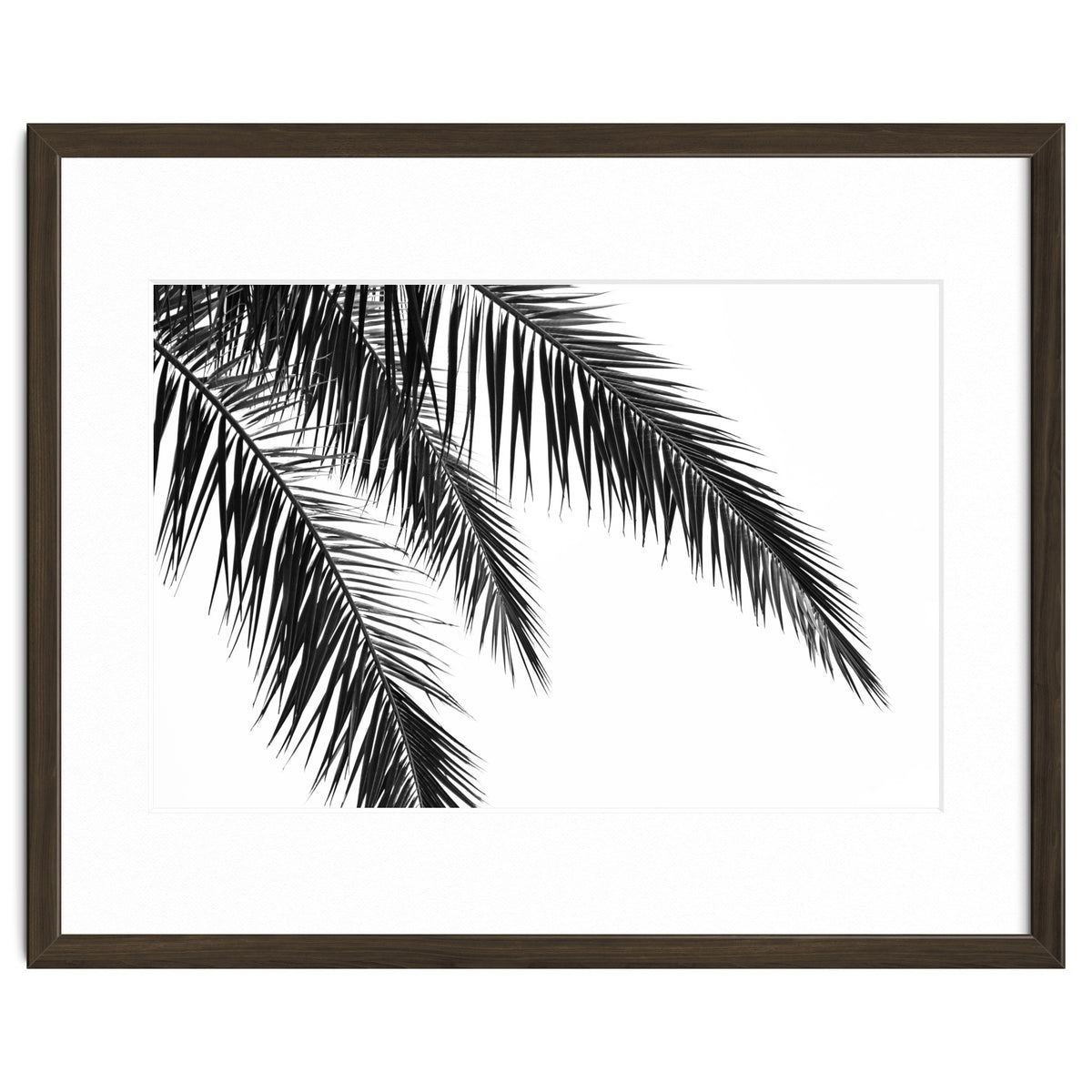 Palm Leaves