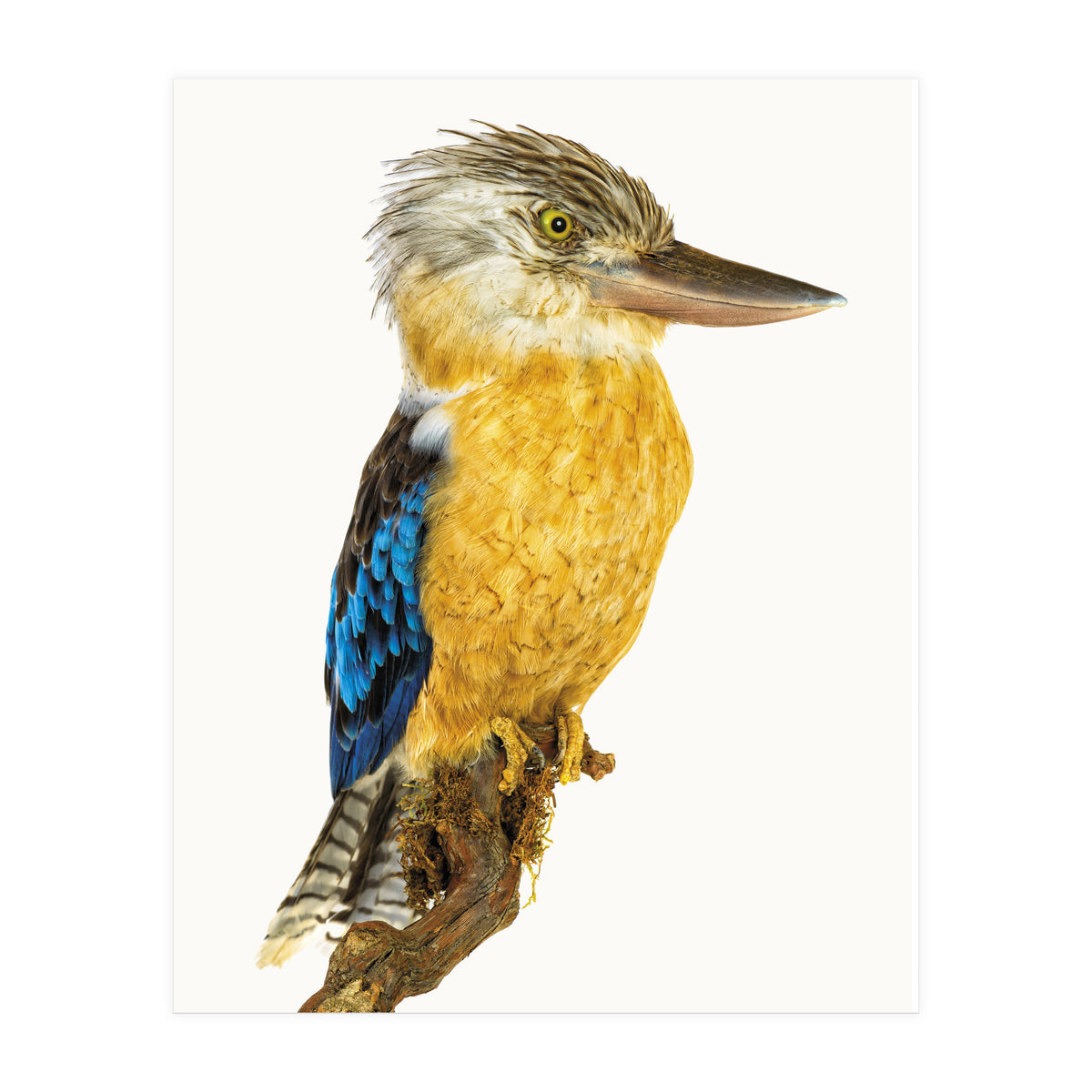 Cc Birds 07 (Print Only)