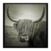 Elgol Cow (Print Only)