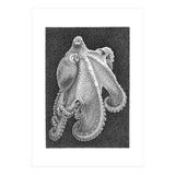 Octopus no. 2 (Print Only) thumbnail