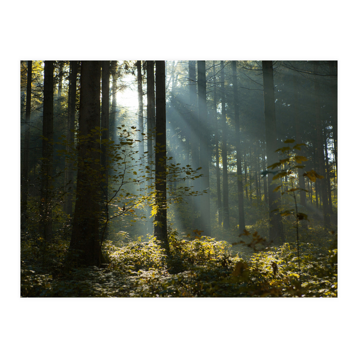 Reidholz (Print Only)