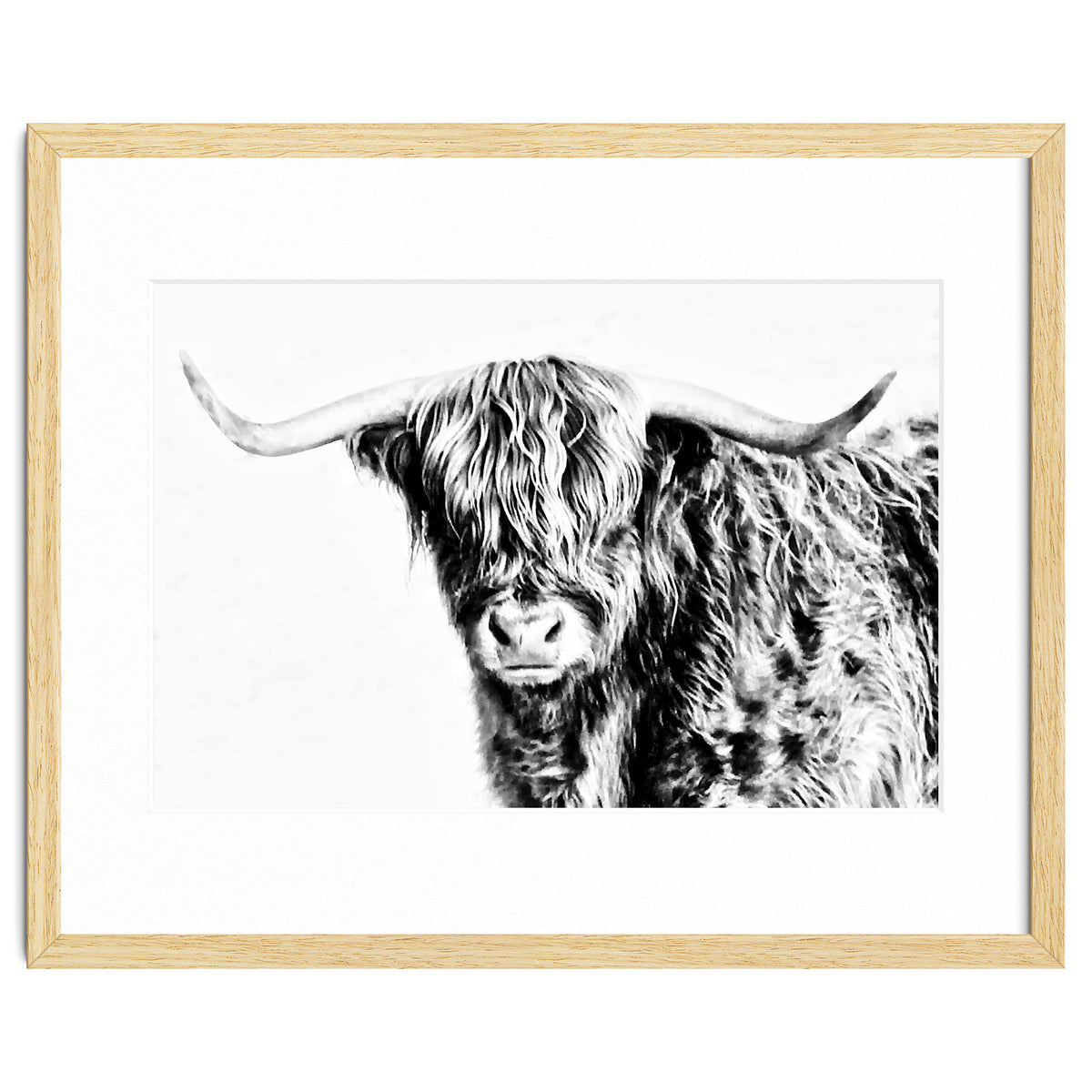 Highland bull