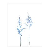 Blue Astilbe (Print Only) thumbnail