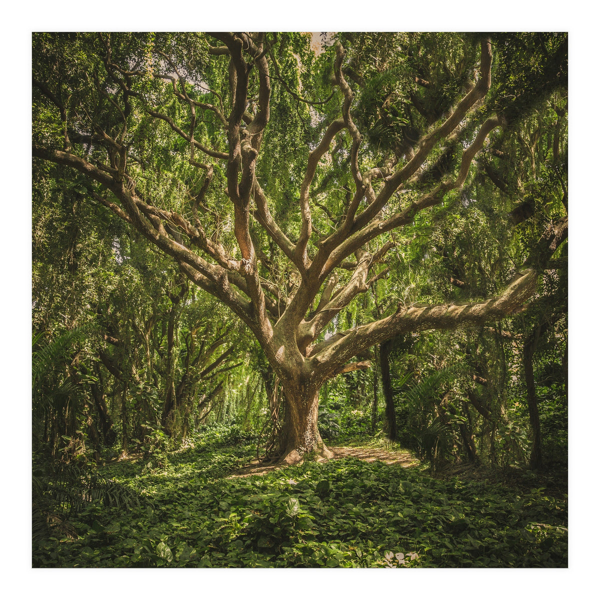 Spirits inside the wood (Print Only)